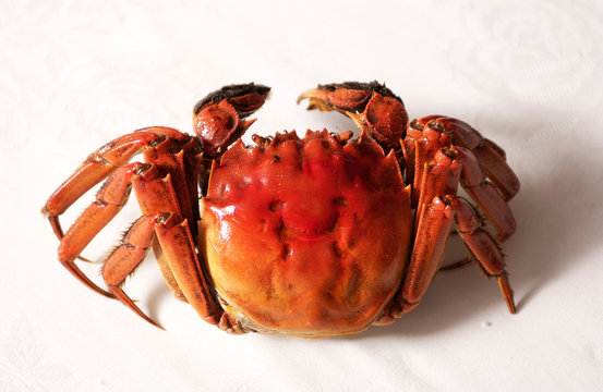 上海蟹images Browse 68 Stock Photos Vectors And Video Adobe Stock