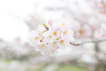 Cherry blossoms at Chidorigafuchi park, Tokyo, Japan.