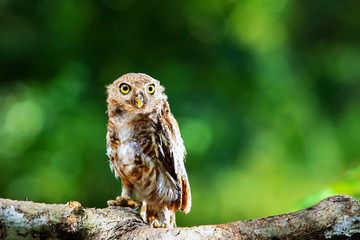 owls big yellow eyes on green blackground,wild animal in the nature
