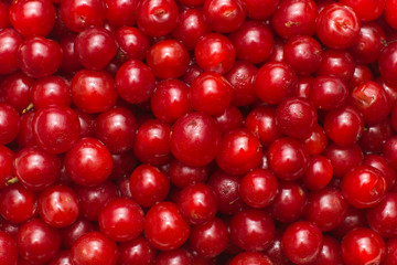 fresh cherry berry background