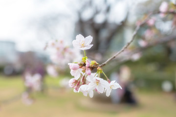 Cherry blossoms at Chidorigafuchi park, Tokyo, Japan.