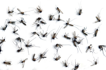 Many dead mosquitoes isolated on white background.