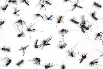 Many dead mosquitoes isolated on white background.