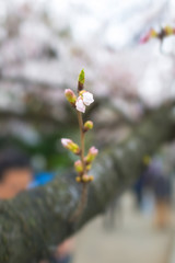 Cherry blossoms at Chidorigafuchi park, Tokyo, Japan.