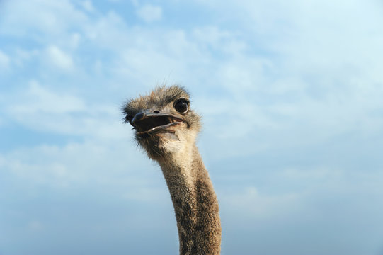Head of an ostrich.