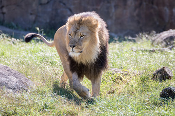 Obraz premium Lion Walking in the Grass