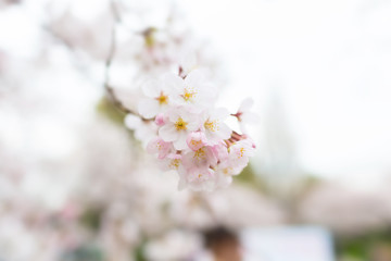 Cherry blossoms at Chidorigafuchi park, Tokyo, Japan.