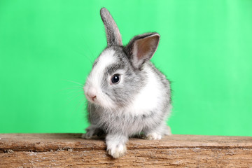 Obraz premium Gray rabbit isolated on a green background.