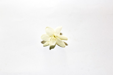 Obraz na płótnie Canvas group of white flower near rock,group of white flower 