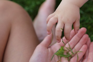 baby hand playing with green grass on summertimes