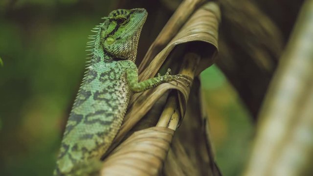 Lizard with stump, Calotes emma on Banan Leaf, Krabi, Thailand