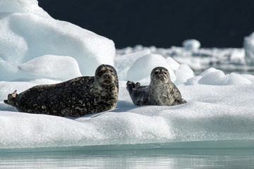 Tracy Arm Seals 2