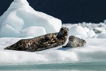 Tracy Arm Seals