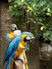 Duo act of the parrots