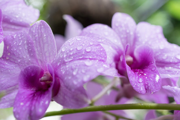 Fototapeta na wymiar pink orchids flowers