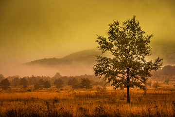 Single tree in a meadow