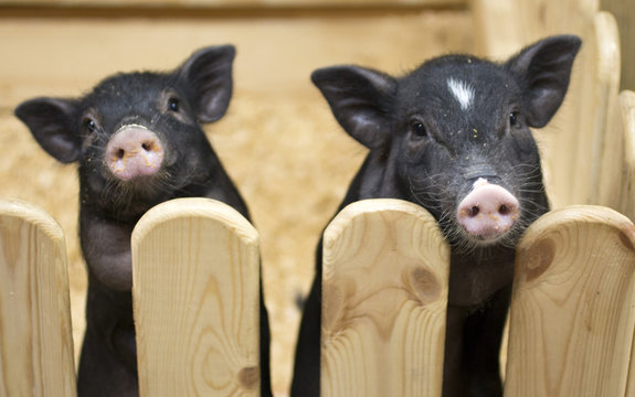 Mini piggy with dirty nose walking outoors