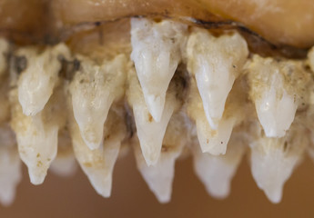 Obraz premium Row of shark teeth in jaw