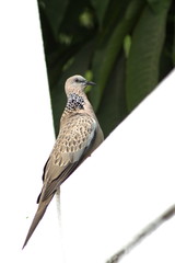 Spotted Dove