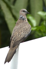 Spotted Dove