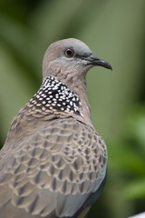 Spotted Dove