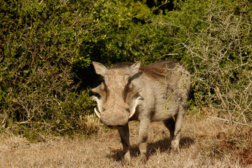 Whats Up - Phacochoerus africanus  The common warthog