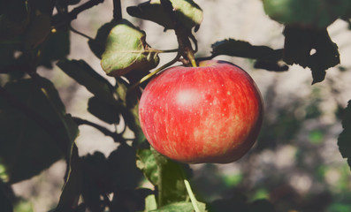 Red ripe apple on branch closeup of tree in garden