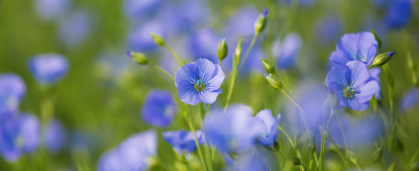 Linum usitatissimum
