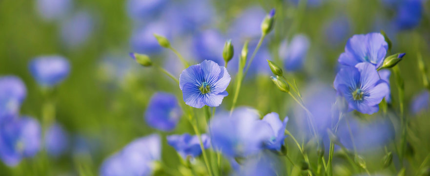 Linum usitatissimum