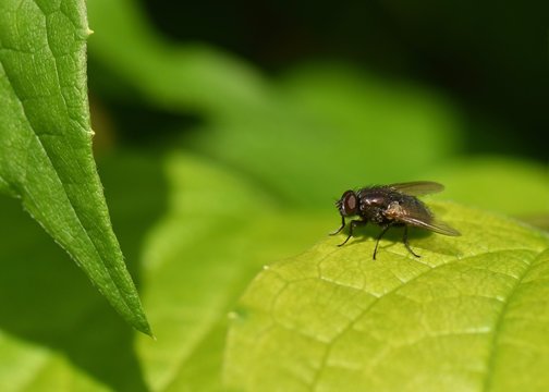 GREEN LEAF WITH COMMON HOUSEFLY