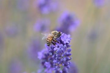 WILD BEE ON PINK FLOWER POLLINATING AND COLLECTING NECTAR