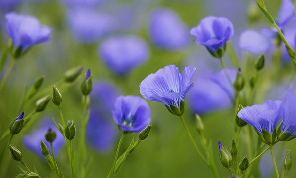 Linum usitatissimum