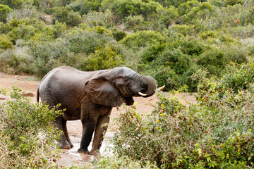 Rain - African Bush Elephant