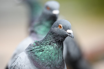 鳩