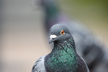 鳩