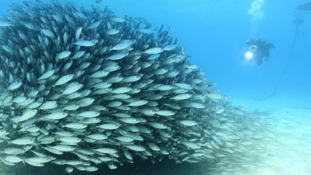 Unterwasser - Riff - Fisch - Fischschwarm - Taucher - Tauchen - Curacao - Karibik - 4K