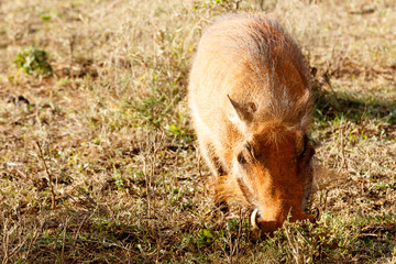 Piggy - Phacochoerus africanus  The common warthog