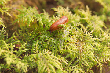 Slug on the green grass lit with the sun
