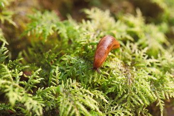 Slug on the green grass lit with the sun