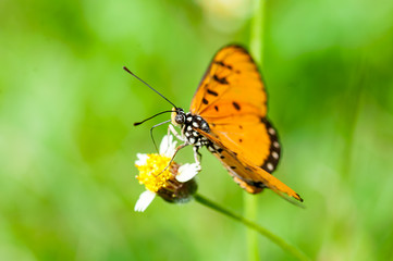Tawny Coster butterfly (Acraea violae) on a flower