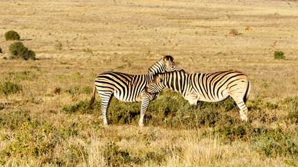 Fototapeta na wymiar Love - Burchell's Zebra