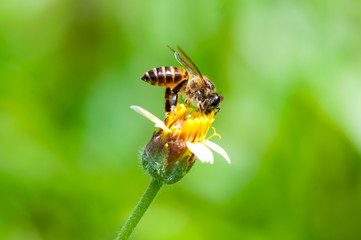 Honey Bee (Apis mellifera) on a flower