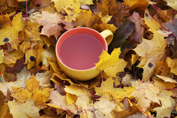 Tea and autumn leaves