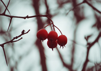 Ripe hawthorn in autumn