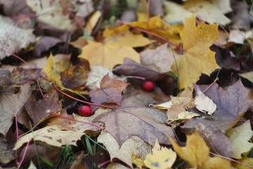 Fall leaves on the ground