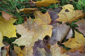 Fall leaves on the ground