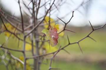 Hawthorn tree branches