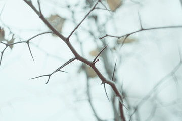 Hawthorn tree branches