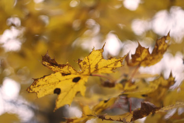 Colorful autumn leaves
