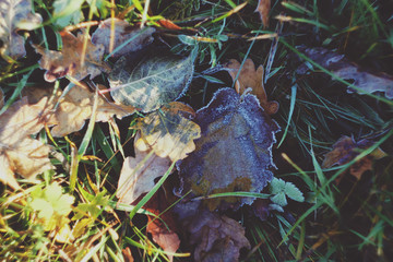 Autumn grass and leaves